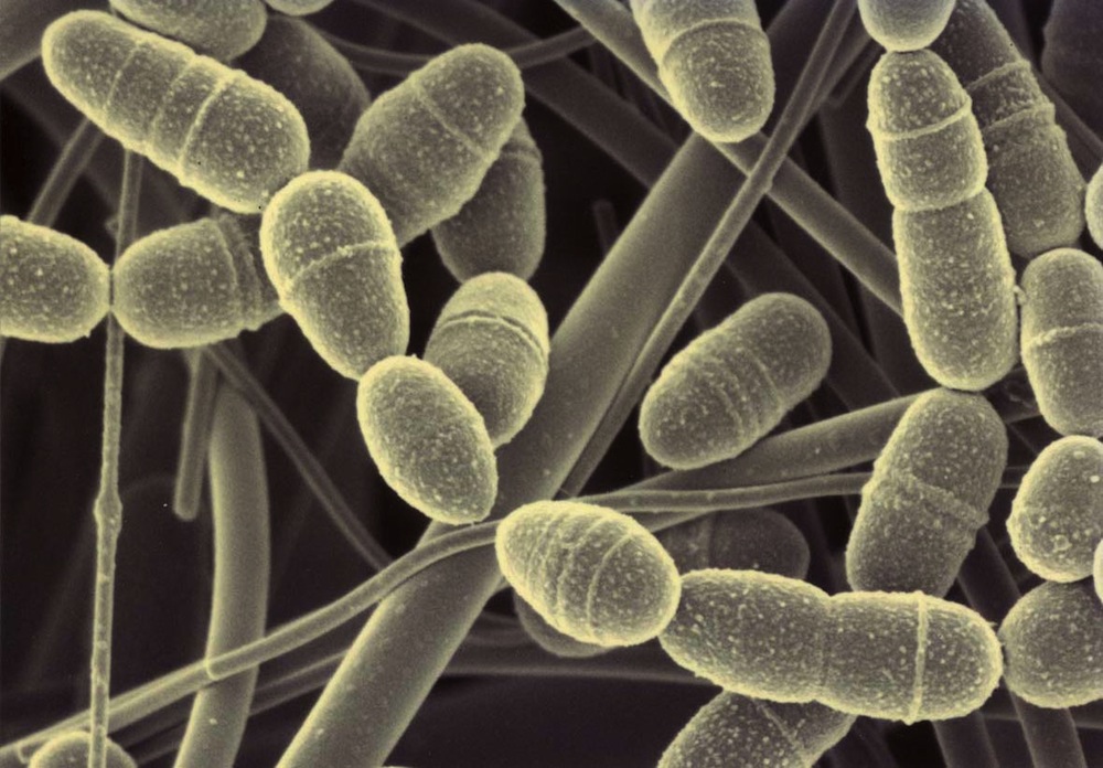 Бактерии полости рта